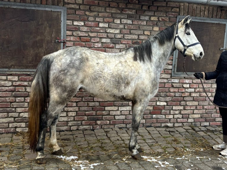 Deutsches Reitpferd Wallach 5 Jahre 156 cm Apfelschimmel in Grevenbroich