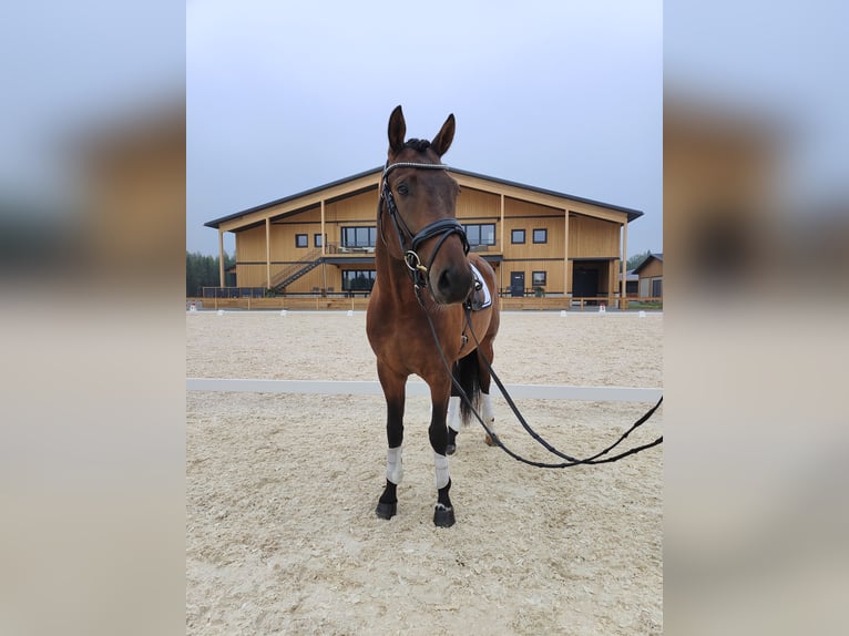 Deutsches Reitpferd Wallach 5 Jahre 156 cm Brauner in Hattula