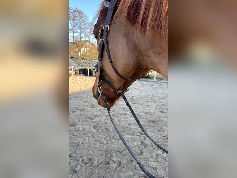 Deutsches Reitpferd Wallach 5 Jahre 158 cm Fuchs in Hamburg