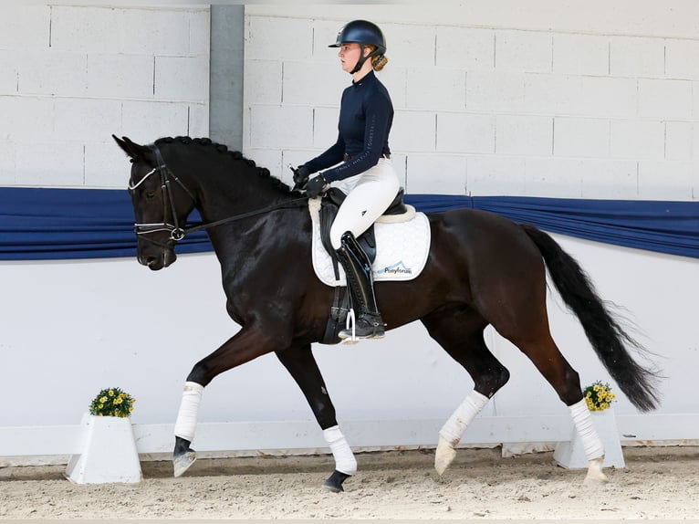 Deutsches Reitpferd Wallach 5 Jahre 160 cm Rappe in Marsberg