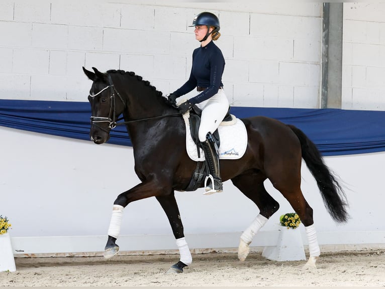 Deutsches Reitpferd Wallach 5 Jahre 160 cm Rappe in Marsberg