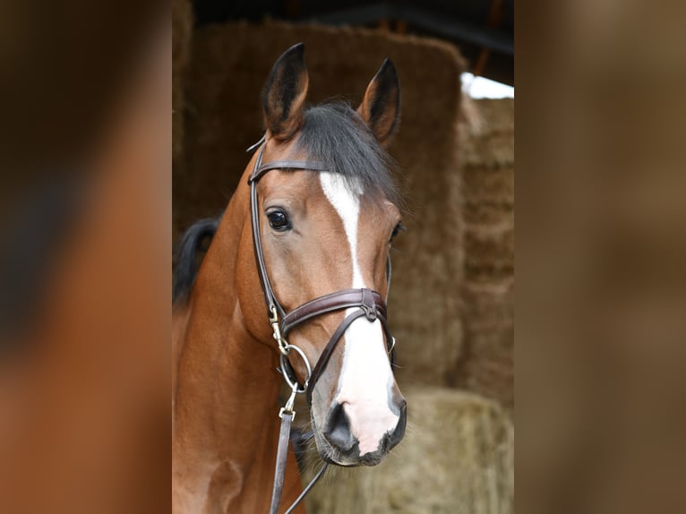 Deutsches Reitpferd Wallach 5 Jahre 162 cm Brauner in Geilenkirchen