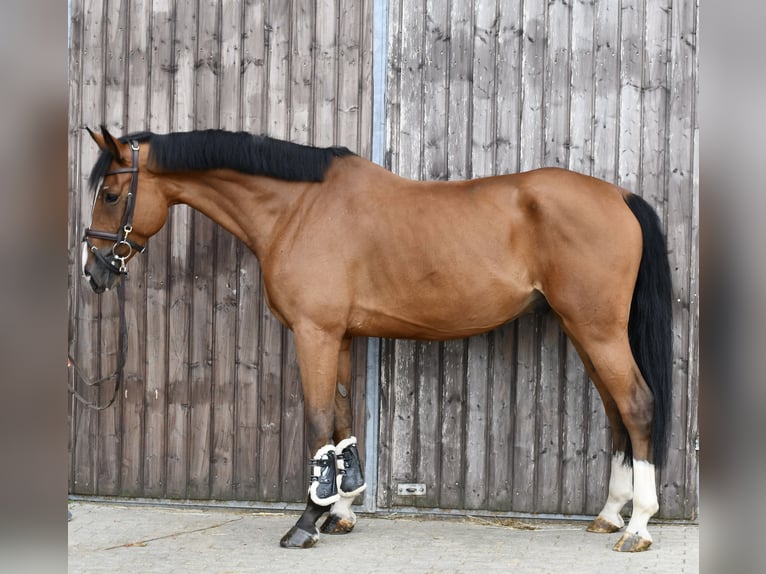 Deutsches Reitpferd Wallach 5 Jahre 162 cm Brauner in Geilenkirchen