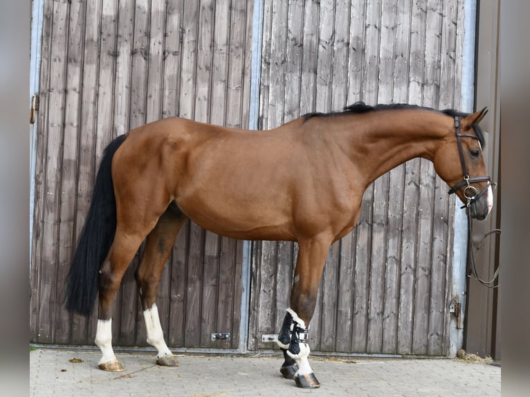 Deutsches Reitpferd Wallach 5 Jahre 162 cm Brauner in Geilenkirchen