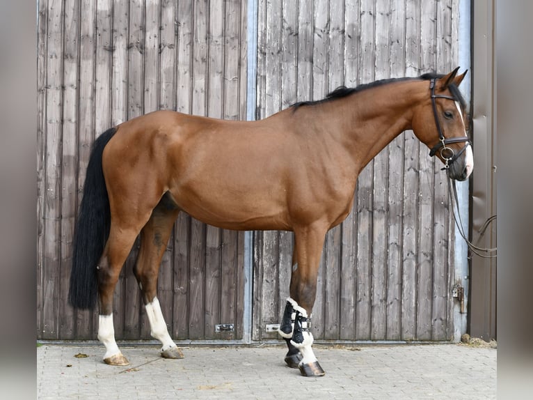 Deutsches Reitpferd Wallach 5 Jahre 162 cm Brauner in Geilenkirchen