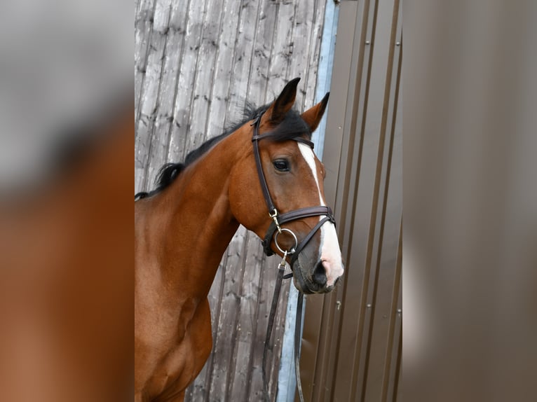 Deutsches Reitpferd Wallach 5 Jahre 162 cm Brauner in Geilenkirchen