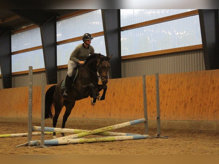 Deutsches Reitpferd Wallach 5 Jahre 162 cm Brauner in Oyten