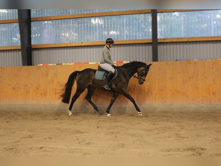 Deutsches Reitpferd Wallach 5 Jahre 162 cm Brauner in Oyten