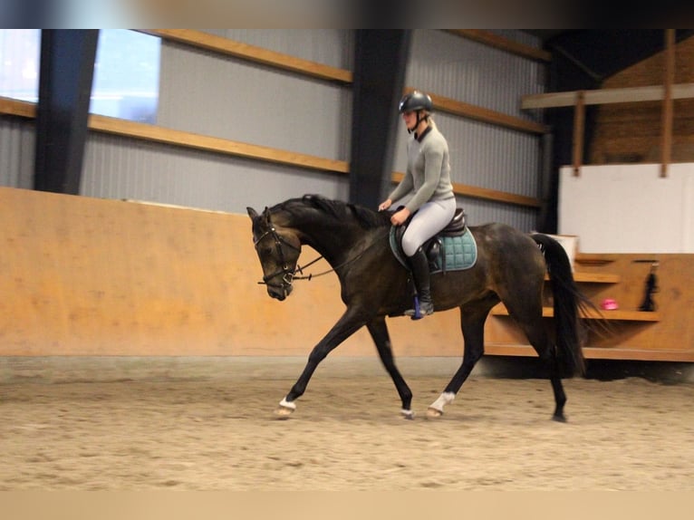 Deutsches Reitpferd Wallach 5 Jahre 162 cm Brauner in Oyten