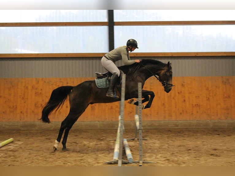 Deutsches Reitpferd Wallach 5 Jahre 162 cm Brauner in Oyten