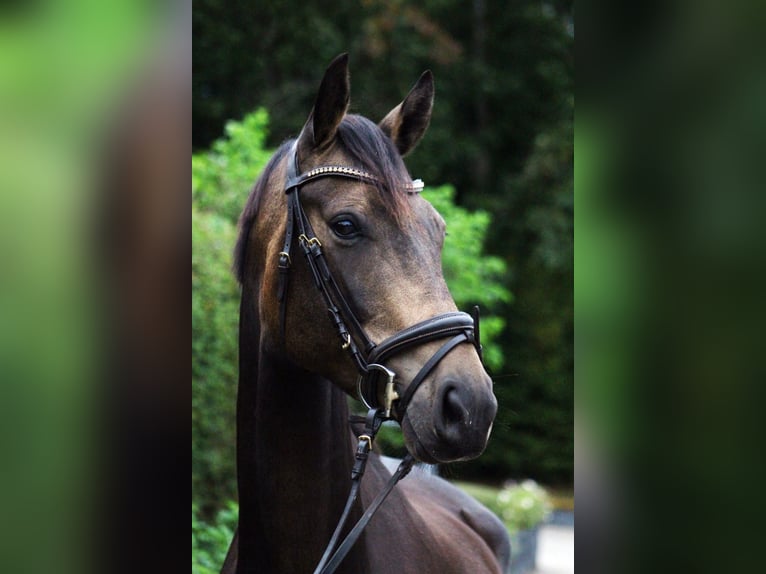 Deutsches Reitpferd Wallach 5 Jahre 162 cm Brauner in Oyten