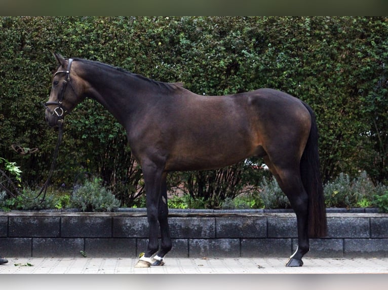 Deutsches Reitpferd Wallach 5 Jahre 162 cm Brauner in Oyten