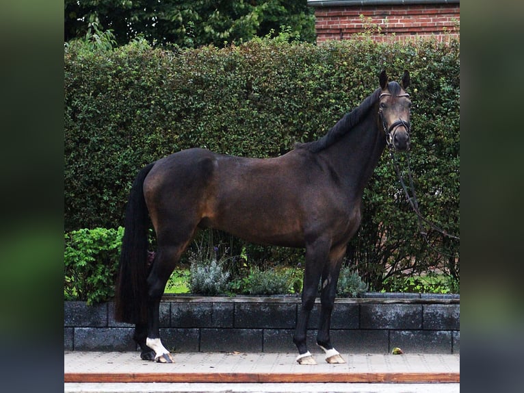 Deutsches Reitpferd Wallach 5 Jahre 162 cm Brauner in Oyten