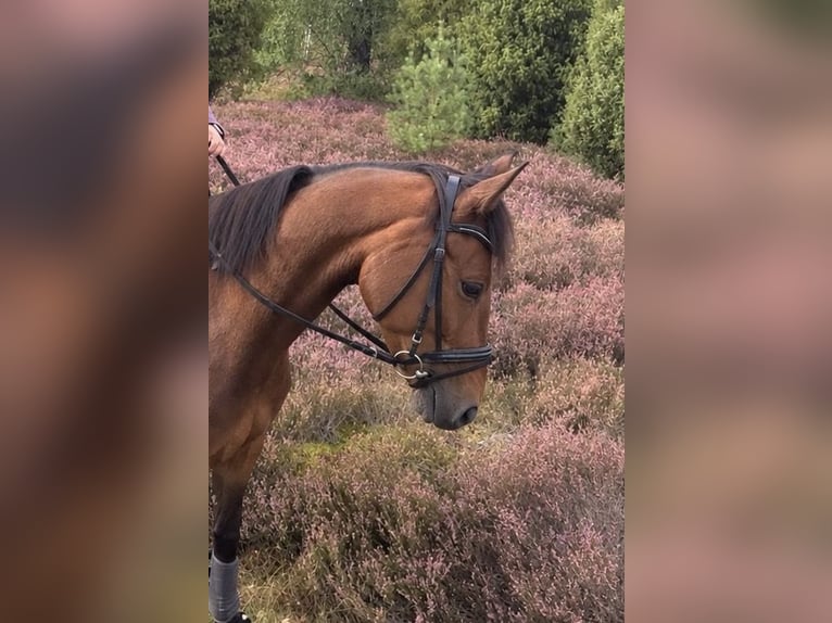 Deutsches Reitpferd Wallach 5 Jahre 163 cm Brauner in Sprakensehl