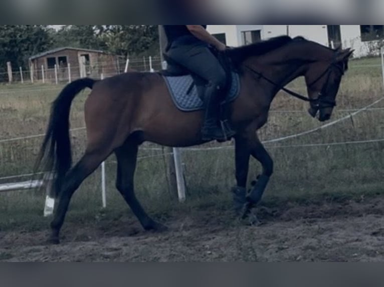 Deutsches Reitpferd Wallach 5 Jahre 163 cm Brauner in Sprakensehl