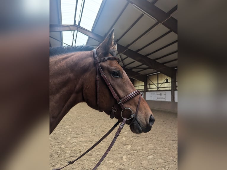 Deutsches Reitpferd Wallach 5 Jahre 163 cm Brauner in Gevelsberg