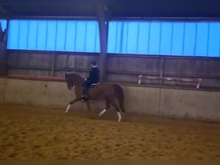 Deutsches Reitpferd Wallach 5 Jahre 165 cm Fuchs in Sittensen