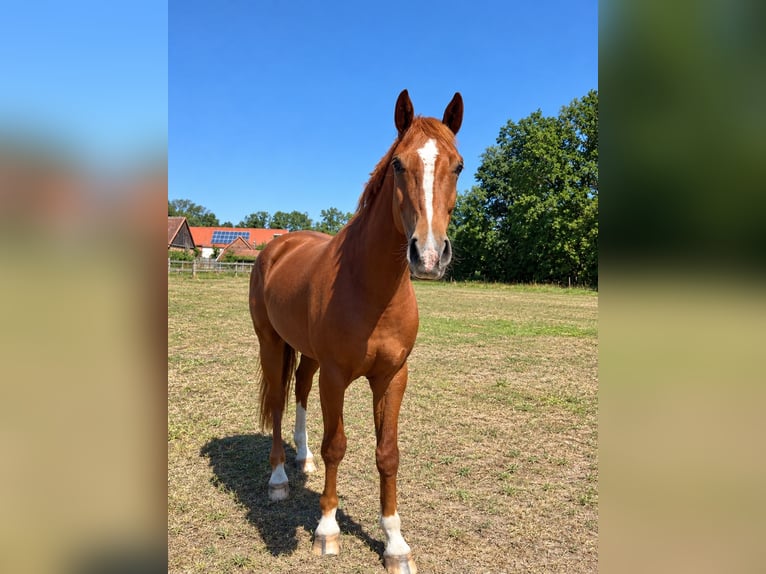 Deutsches Reitpferd Wallach 5 Jahre 165 cm Fuchs in Dahme/Mark