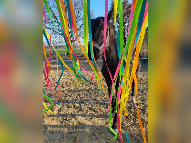 Deutsches Reitpferd Wallach 5 Jahre 165 cm Rappe in Gnarrenburg