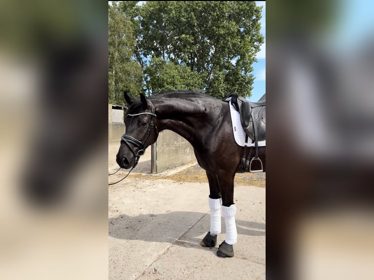 Deutsches Reitpferd Wallach 5 Jahre 166 cm Rappe in Klemskerke