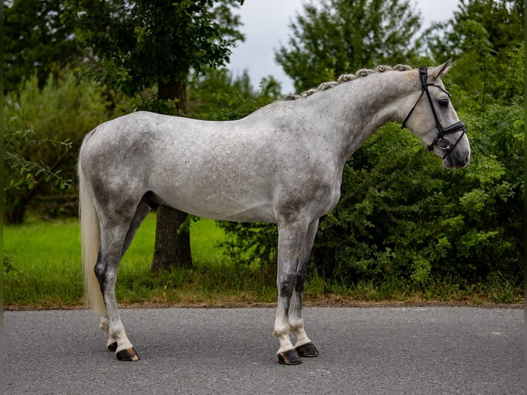 Deutsches Reitpferd Wallach 5 Jahre 166 cm Schimmel in Rosenheim