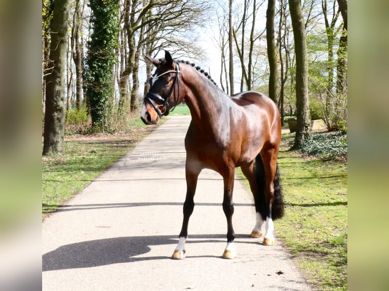 Deutsches Reitpferd Wallach 5 Jahre 168 cm Brauner in Recke, bei Osnabrück