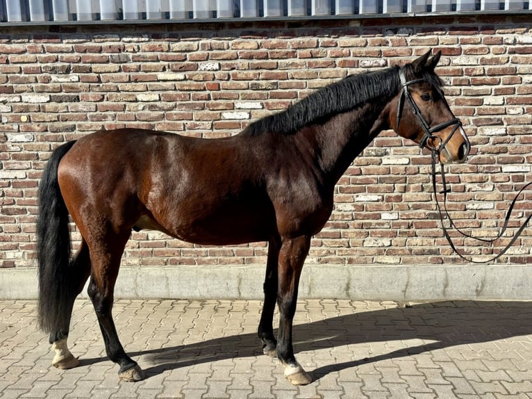 Deutsches Reitpferd Wallach 5 Jahre 168 cm Brauner in Grevenbroich