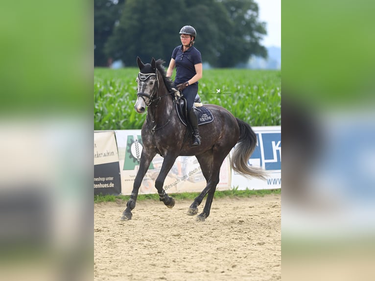 Deutsches Reitpferd Wallach 5 Jahre 168 cm Rappschimmel in Melle