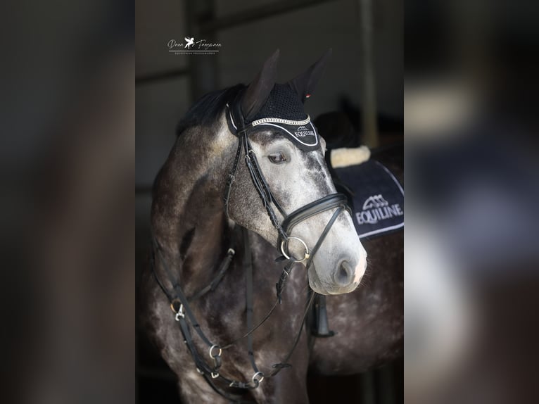 Deutsches Reitpferd Wallach 5 Jahre 168 cm Rappschimmel in Melle