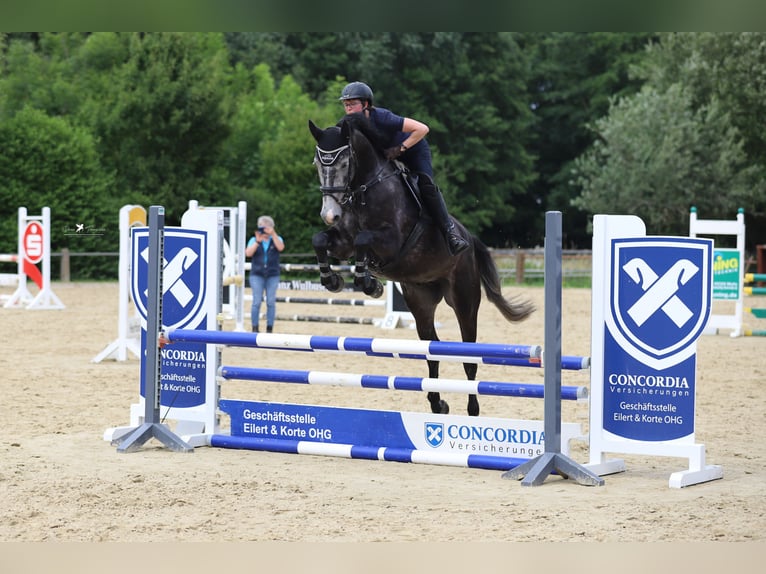 Deutsches Reitpferd Wallach 5 Jahre 168 cm Rappschimmel in Melle
