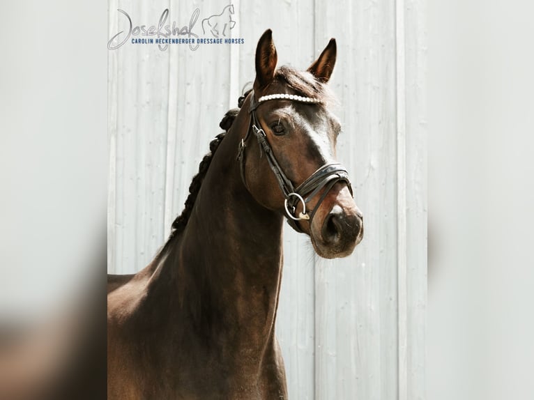 Deutsches Reitpferd Wallach 5 Jahre 168 cm Schwarzbrauner in Oberstadion