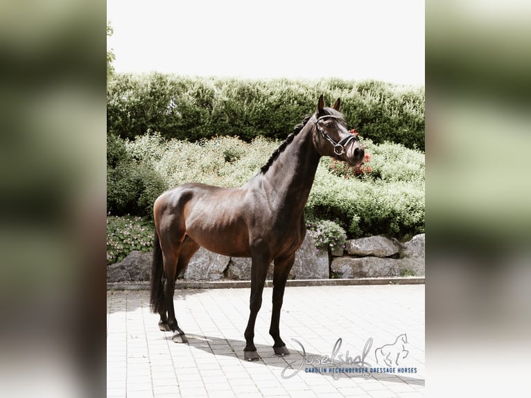 Deutsches Reitpferd Wallach 5 Jahre 168 cm Schwarzbrauner in Oberstadion