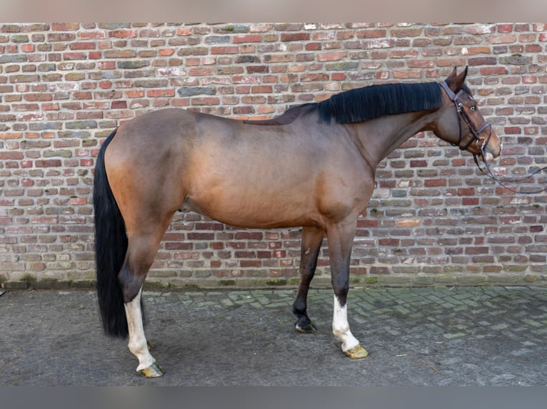 Deutsches Reitpferd Wallach 5 Jahre 168 cm in Grevenbroich