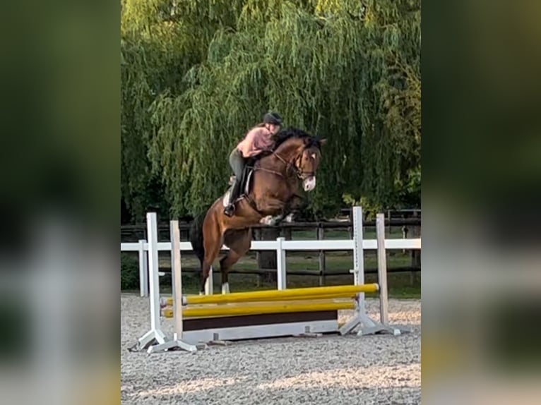 Deutsches Reitpferd Wallach 5 Jahre 170 cm Brauner in Walldorf