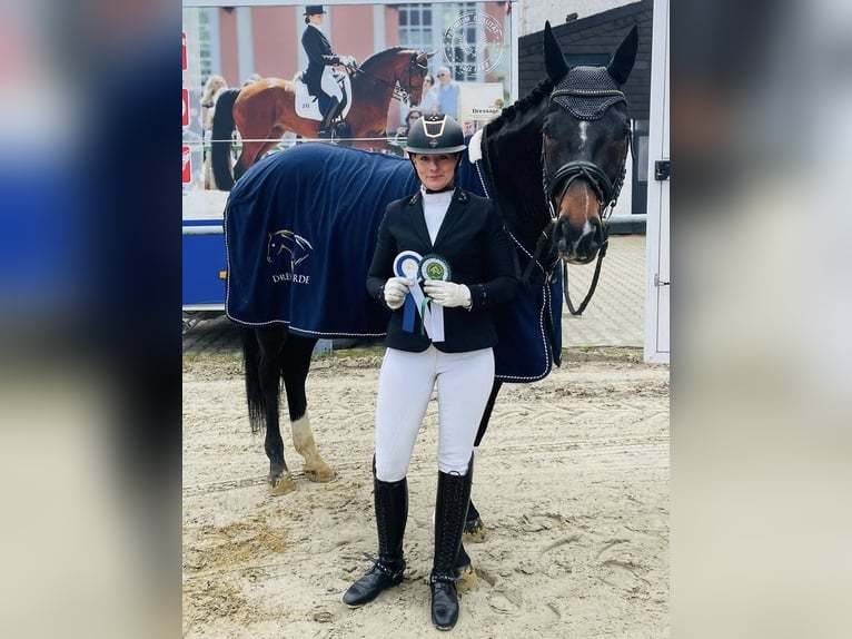 Deutsches Reitpferd Wallach 5 Jahre 170 cm Dunkelbrauner in Werne Deutsches Reitpferd Wallach 5 Jahre 170 cm Dunkelbrauner in Werne