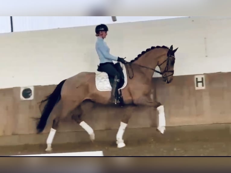 Deutsches Reitpferd Wallach 5 Jahre 170 cm Dunkelfuchs in Bielefeld