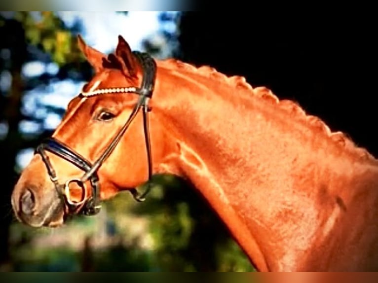 Deutsches Reitpferd Wallach 5 Jahre 170 cm Fuchs in Herzlake