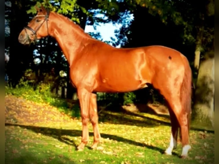 Deutsches Reitpferd Wallach 5 Jahre 170 cm Fuchs in Herzlake