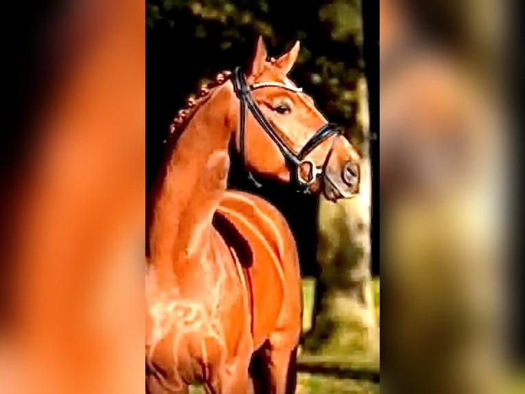 Deutsches Reitpferd Wallach 5 Jahre 170 cm Fuchs in Herzlake