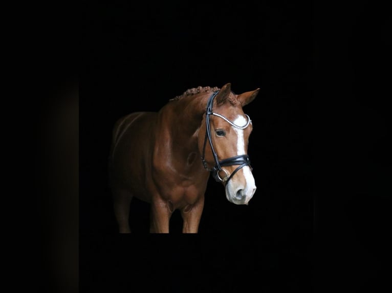 Deutsches Reitpferd Wallach 5 Jahre 170 cm Fuchs in Recke, bei Osnabrück