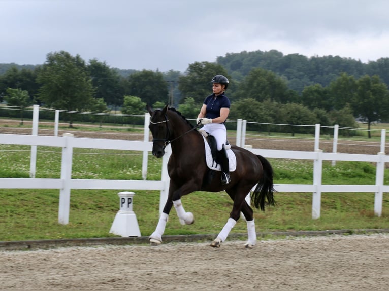 Deutsches Reitpferd Wallach 5 Jahre 170 cm Rappe in Recke, bei Osnabrück