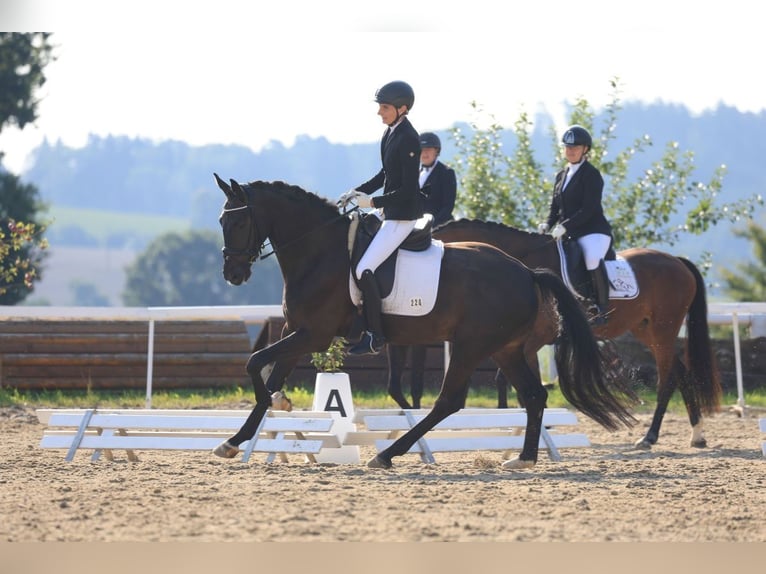 Deutsches Reitpferd Wallach 5 Jahre 170 cm Schwarzbrauner in Moosmühle