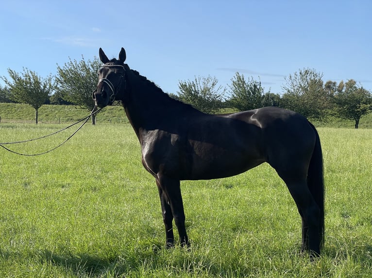 Deutsches Reitpferd Wallach 5 Jahre 170 cm Schwarzbrauner in Havixbeck