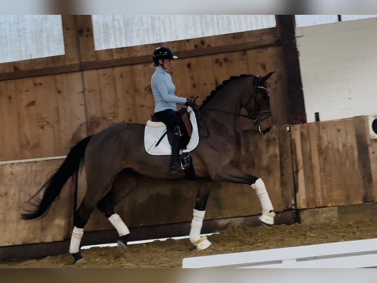 Deutsches Reitpferd Wallach 5 Jahre 172 cm Brauner in Bielefeld