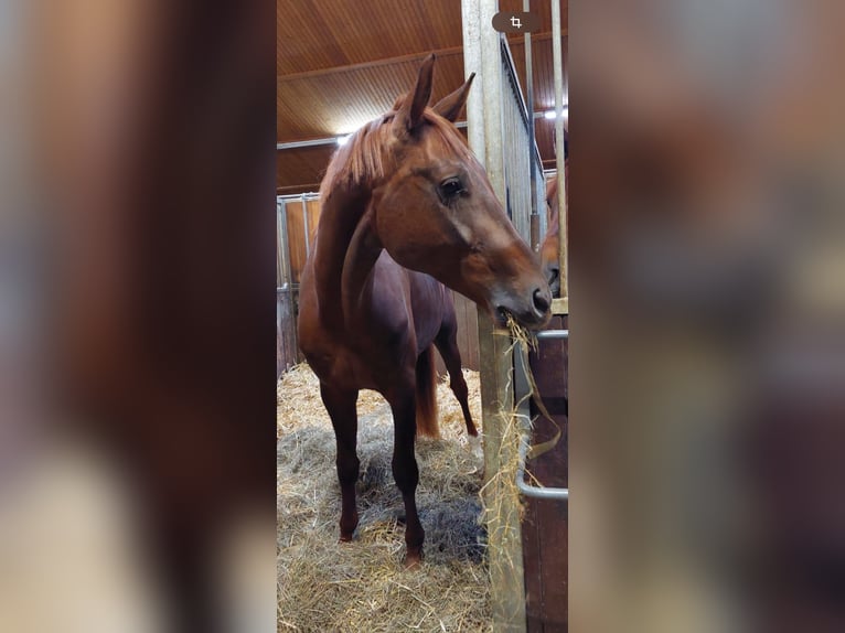 Deutsches Reitpferd Wallach 5 Jahre 172 cm Dunkelfuchs in München