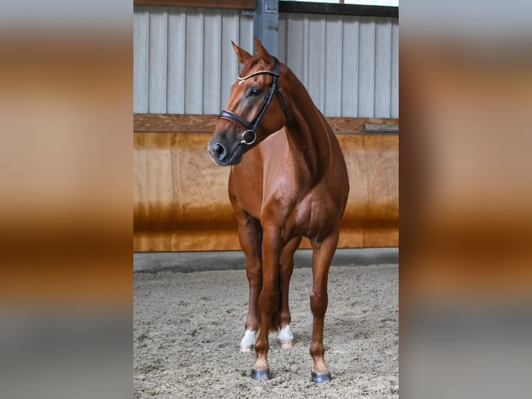 Deutsches Reitpferd Wallach 5 Jahre 172 cm Fuchs in M&#xFC;cke