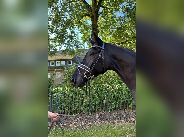 Deutsches Reitpferd Wallach 5 Jahre 172 cm Rappe in Visbek