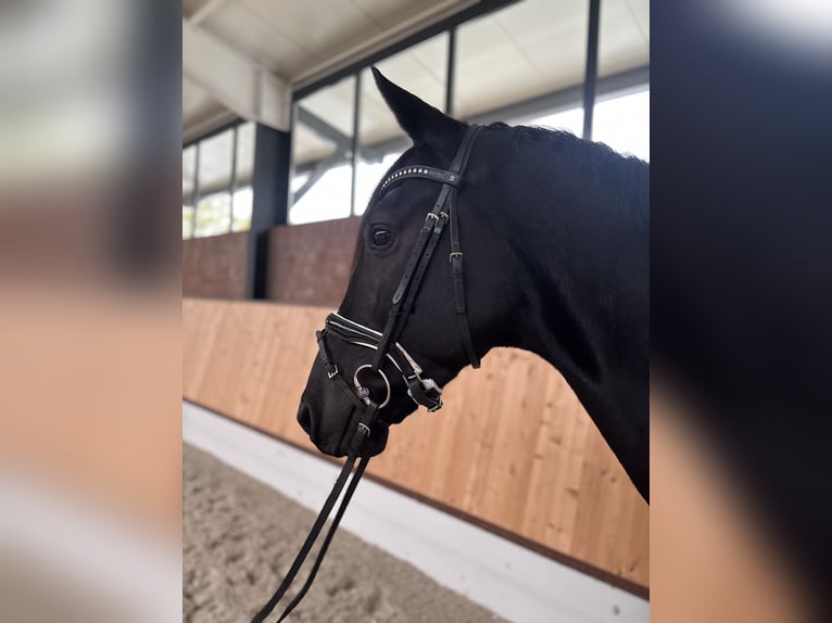 Deutsches Reitpferd Wallach 5 Jahre 172 cm Rappe in Niederkrüchten