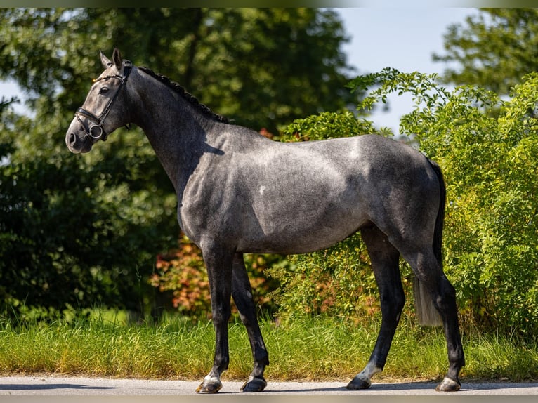 Deutsches Reitpferd Wallach 5 Jahre 172 cm Schimmel in Rosenheim