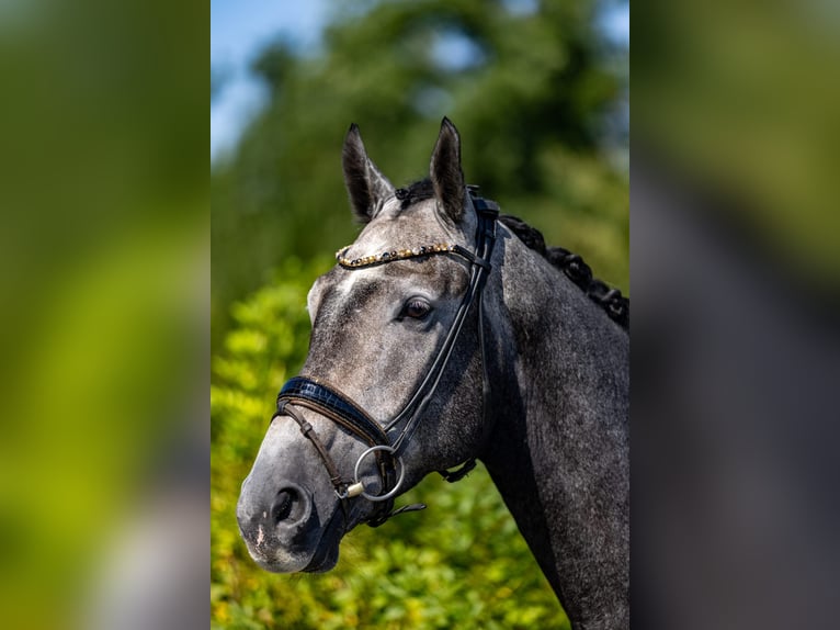 Deutsches Reitpferd Wallach 5 Jahre 172 cm Schimmel in Rosenheim